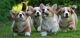 Pembroke Welsh Corgi Puppies for sale in Indianapolis, IN, USA. price: $650