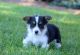 Pembroke Welsh Corgi Puppies for sale in CA-1, Los Angeles, CA, USA. price: NA