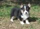 Pembroke Welsh Corgi Puppies for sale in Wilmington, DE, USA. price: NA