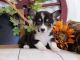 Pembroke Welsh Corgi Puppies for sale in Canoga Park, Los Angeles, CA, USA. price: NA