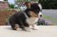 Pembroke Welsh Corgi Puppies for sale in Missouri City, TX, USA. price: $500