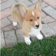 Pembroke Welsh Corgi Puppies for sale in San Marcos, TX 78666, USA. price: NA