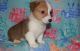 Pembroke Welsh Corgi Puppies for sale in San Antonio, TX, USA. price: NA