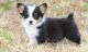 Pembroke Welsh Corgi Puppies for sale in Las Vegas, NV, USA. price: $400