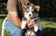 Pembroke Welsh Corgi Puppies for sale in Lansing, MI, USA. price: NA