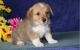 Pembroke Welsh Corgi Puppies for sale in Wilmington, DE, USA. price: NA