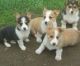 Pembroke Welsh Corgi Puppies for sale in Birmingham, AL, USA. price: NA