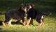 Pembroke Welsh Corgi Puppies for sale in Wichita, KS, USA. price: NA