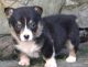 Pembroke Welsh Corgi Puppies for sale in Cheyenne, WY, USA. price: NA