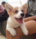 Pembroke Welsh Corgi Puppies for sale in Pennsylvania Ave, Los Angeles, CA 90033, USA. price: NA