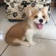 Pembroke Welsh Corgi Puppies for sale in Pennsylvania Ave, Los Angeles, CA 90033, USA. price: NA