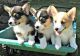 Pembroke Welsh Corgi Puppies for sale in St. Louis, MO, USA. price: NA