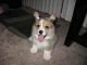 Pembroke Welsh Corgi Puppies for sale in Kissimmee, FL, USA. price: NA