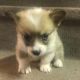 Pembroke Welsh Corgi Puppies for sale in Canton, OH, USA. price: NA