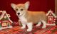 Pembroke Welsh Corgi Puppies for sale in New Orleans, LA, USA. price: NA