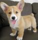 Pembroke Welsh Corgi Puppies for sale in Albuquerque, NM, USA. price: $400