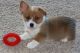 Pembroke Welsh Corgi Puppies for sale in Trumbull, CT 06611, USA. price: $400