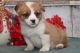 Pembroke Welsh Corgi Puppies for sale in Salt Lake City, UT 84101, USA. price: $400