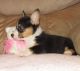 Pembroke Welsh Corgi Puppies for sale in East Lansing, MI 48823, USA. price: NA