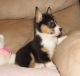 Pembroke Welsh Corgi Puppies for sale in Anderson, IN 46014, USA. price: NA