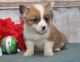 Pembroke Welsh Corgi Puppies for sale in Greenville Ave, Dallas, TX, USA. price: NA