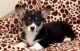 Pembroke Welsh Corgi Puppies for sale in Springfield, MA, USA. price: NA