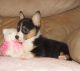 Pembroke Welsh Corgi Puppies for sale in 25301 Charleston Rd, Southside, WV 25187, USA. price: $500