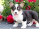 Pembroke Welsh Corgi Puppies for sale in St. Louis, MO, USA. price: NA