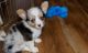 Pembroke Welsh Corgi Puppies for sale in Cowley, WY, USA. price: $500