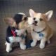 Pembroke Welsh Corgi Puppies for sale in New Orleans, LA, USA. price: $400