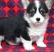 Pembroke Welsh Corgi Puppies for sale in San Diego, CA, USA. price: $400