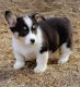 Pembroke Welsh Corgi Puppies for sale in Portland, OR, USA. price: NA