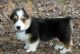 Pembroke Welsh Corgi Puppies for sale in Phoenix, AZ, USA. price: NA