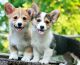 Pembroke Welsh Corgi Puppies for sale in Ann Arbor, MI, USA. price: NA