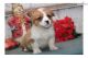 Pembroke Welsh Corgi Puppies for sale in Madison, WI, USA. price: $300