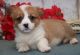 Pembroke Welsh Corgi Puppies for sale in Pittsburgh, PA, USA. price: $300