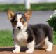 Pembroke Welsh Corgi Puppies for sale in Jersey City, NJ, USA. price: NA