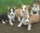 Pembroke Welsh Corgi Puppies for sale in Wichita, KS, USA. price: $400