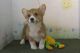 Pembroke Welsh Corgi Puppies for sale in Eudora, AR 71640, USA. price: NA