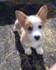 Pembroke Welsh Corgi Puppies for sale in Tallahassee, FL, USA. price: NA