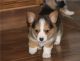 Pembroke Welsh Corgi Puppies for sale in Kensington, MD 20895, USA. price: $500