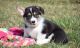Pembroke Welsh Corgi Puppies for sale in Portland, OR, USA. price: $400