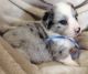 Pembroke Welsh Corgi Puppies for sale in Virginia Beach, VA, USA. price: NA