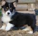 Pembroke Welsh Corgi Puppies for sale in Wylie, TX, USA. price: NA