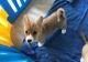 Pembroke Welsh Corgi Puppies for sale in Farmingdale, ME 04344, USA. price: NA