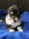 Pembroke Welsh Corgi Puppies for sale in Blair, WI 54616, USA. price: NA