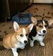 Pembroke Welsh Corgi Puppies for sale in Bakersfield, CA, USA. price: NA