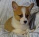 Pembroke Welsh Corgi Puppies for sale in United States. price: $600