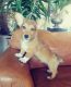 Pembroke Welsh Corgi Puppies for sale in San Diego, CA, USA. price: $1,200