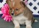 Pembroke Welsh Corgi Puppies for sale in Chicago, IL 60638, USA. price: NA